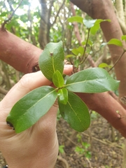 Myrsine chathamica