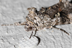 Syngrapha rectangula