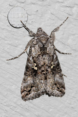 Syngrapha rectangula