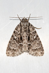 Acronicta fragilis