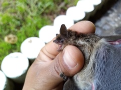 Myotis velifer