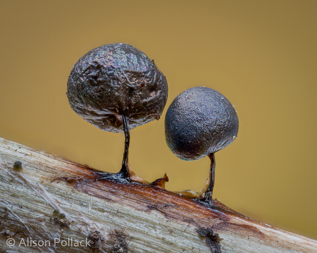 Lamproderma