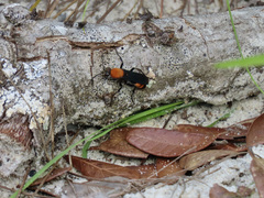 Psorthaspis sanguinea