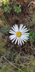 Townsendia formosa