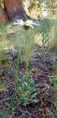 Townsendia formosa