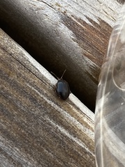 Scirtes hemisphaericus