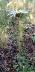 Townsendia formosa