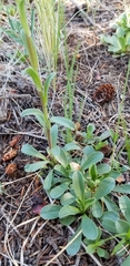 Townsendia formosa