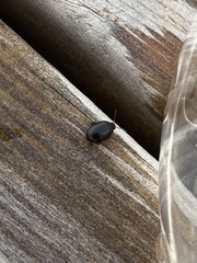 Scirtes hemisphaericus