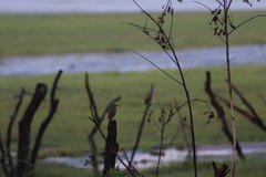 Toxostoma curvirostre