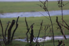 Toxostoma curvirostre