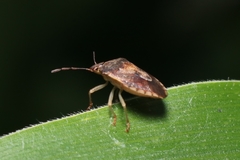 Dendrocoris