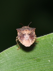 Dendrocoris