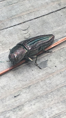 Buprestis striata