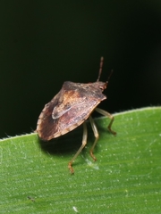 Dendrocoris