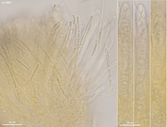 Phaeohelotium fulvidulum