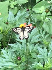 Catasticta nimbice bryson