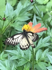 Catasticta nimbice bryson