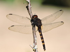 Erythemis attala