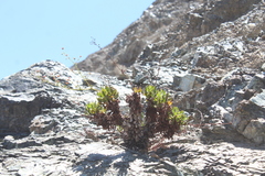 Eriogonum preclarum