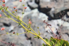Eriogonum preclarum