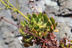 Eriogonum preclarum