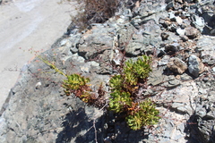 Eriogonum preclarum