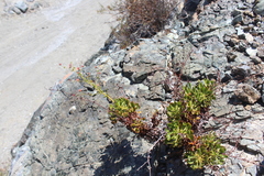 Eriogonum preclarum