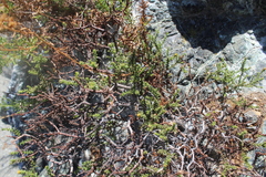 Bajacalia tridentata