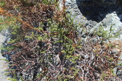 Bajacalia tridentata