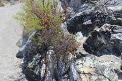 Bajacalia tridentata