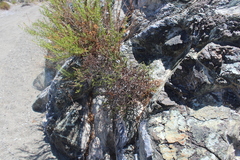 Bajacalia tridentata