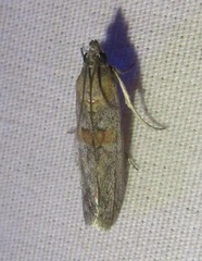 Caristanius decoloralis