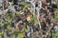 Bajacalia tridentata