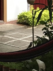 Turdus rufopalliatus