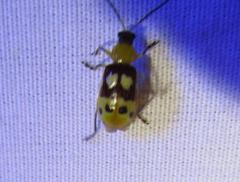 Paranapiacaba connexa