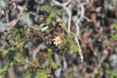 Bajacalia tridentata