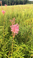 Filipendula rubra