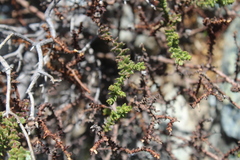 Bajacalia tridentata