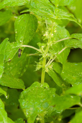 Parietaria floridana