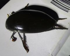 Hydrophilus insularis