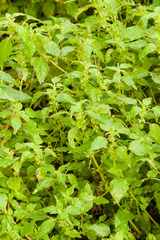 Parietaria floridana