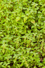 Parietaria floridana