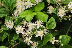 Clematis vitalba