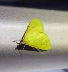 Loxomorpha flavidissimalis