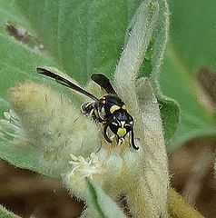Parancistrocerus fulvipes