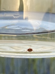 Limnochares aquatica