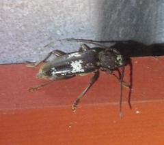 Enaphalodes taeniatus