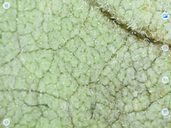 Helianthus resinosus