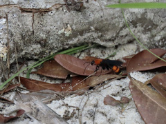 Psorthaspis sanguinea